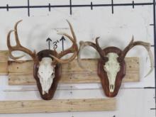 1 Whitetail Skull on Plaque & 1 Repro Whitetail Euro on Plaque, Both Real Antlers (ONE$) TAXIDERMY