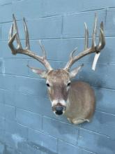 Beautiful South Texas, 10 point 5 x 5 Whitetail deer buck 19 inche wide antlers, 36 inches tall, 23