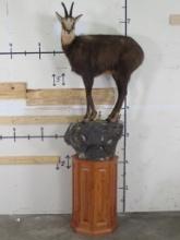 Very Nice Chamois Pedestal Mt, Top Half is removable TAXIDERMY