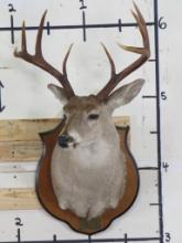 128 B&C 8 Pt Whitetail Skull on Plaque TAXIDERMY