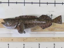 Big, Rarely Seen, Repro Lingcod Fish Mt TAXIDERMY