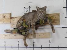 Nice Lifesize Bobcat on Natural Wood Branch TAXIDERMY