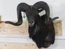 Nice/Newer Sheep Sh Mt TAXIDERMY