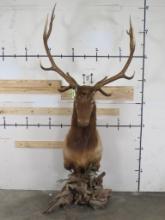 Elk Pedestal Mt TAXIDERMY
