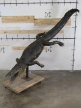 9'1" Lifesize Alligator on Base w/Wheels TAXIDERMY