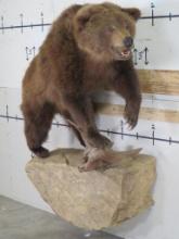 Lifesize Brown Bear w/Large Claws on a Wall Hanger TAXIDERMY