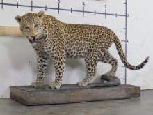 Lifesize Leopard on Base w/Whhels *TX RES ONLY* TAXIDERMY