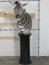 Zebra Pedestal Mount TAXIDERMY