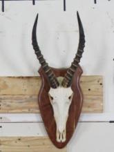 Blesbok Euro on Plaque w/Removable Horns TAXIDERMY