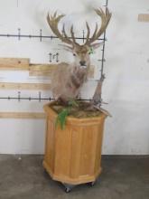 Nice Red Stag Pedestal Mt, Pedestal needs some moss but otherwise very nice mount TAXIDERMY