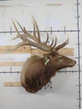 BIG Elk Sh Mt w/Removable Antlers TAXIDERMY