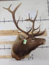 Nice Elk Sh Mt TAXIDERMY