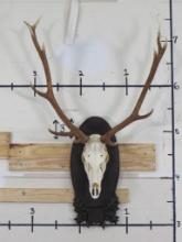 Nice Elk Skull on Nice Wood Plaque w/All Teeth TAXIDERMY