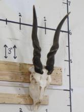 Eland Skull w/Big Horns (Removable) TAXIDERMY