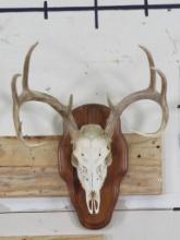 10pt Whitetail Skull on Plaque w/All Teeth TAXIDERMY