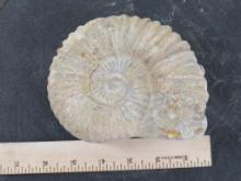 Ammonite Fossil from Morocco ROCKS-MINERALS-CRYSTALS