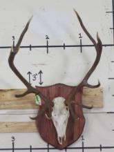 Red Stag Skull on Plaque TAXIDERMY