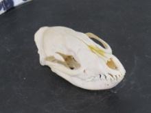 Big Mongoose Skull w/All Teeth & Glued Jaw TAXIDERMY