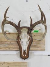 11pt Whitetail Euro on Plaque TAXIDERMY