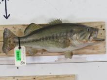 Real Skin Bass Fish Mt 21.5"L TAXIDERMY