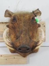 Older Warthog Sh Mt -Needs touch up TAXIDERMY