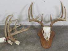 8 Pt Whitetail Skull on Plaque & Loose 10 Pt Rack (ONE$) TAXIDERMY