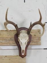 Very Nice 8Pt Whitetail Skull on Plaque w/All Teeth TAXIDERMY