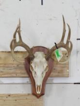 Very Nice 12 Pt Whitetail Skull on Plaque w/All Teeth TAXIDERMY