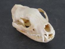 BIG African Civet Skull TAXIDERMY