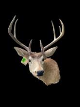 9 point, W/T Deer shoulder mount, 18 inch spread on antlers, great taxidermy hunting lodge decor