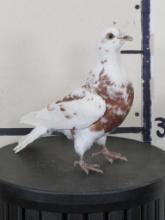 Lifesize Freestanding Racing Pigeon Bird Mount TAXIDERMY