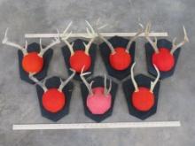 7 Smaller Whitetail Racks on Plaques (ONE$) TAXIDERMY