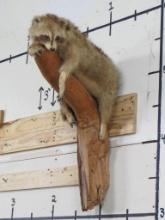Cute Derpy Raccoon on a Tree Branch -Missing some hair, older mt TAXIDERMY