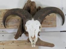 Aoudad Skull on Nice Natural Wood Hanger TAXIDERMY