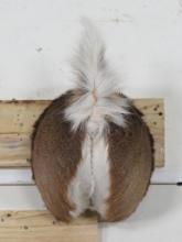Whitetail Butt Mt TAXIDERMY