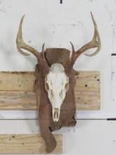 8Pt Whitetail Skull on Natural Wood Plaque TAXIDERMY