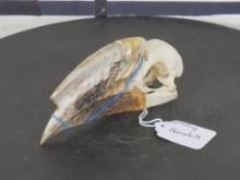Rarely Seen (Male) Piping Hornbill Bird Skull TAXIDERMY