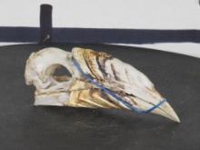 Rarely Seen (Female) Piping Hornbill Bird Skull TAXIDERMY