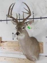 Nice 10pt Whitetail Sh Mt TAXIDERMY
