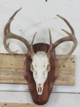 9Pt Whitetail Skull on Plaque w/All Teeth TAXIDERMY