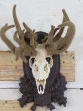 Nice Whitetail Skull on Beautiful Wood Plaque w/Non typical Repro Rack in Velvet TAXIDERMY