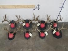 8 Whitetail Racks on Matching Plaques (ONE$) TAXIDERMY