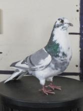 Beautiful Lifesize Freestanding Racing Pigeon Bird Mount TAXIDERMY