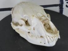 Black Bear Skull w/Wired Jaw and Nearly All Teeth TAXIDERMY
