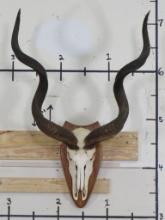 Nice Kudu Euro Mount on Plaque w/Big Removable Horns TAXIDERMY