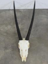 Gemsbok Skull w/Removable Horns TAXIDERMY