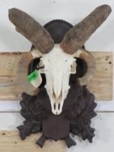 4 Horn Sheep Skull on Nice Plaque TAXIDERMY