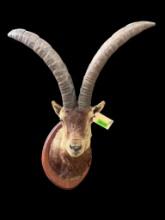 Spanish Gredos Ibex, shoulder mount, Horns are 25 inches long, with a 30 inch spread, 36 inches tall