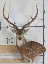 Very Nice Axis Wall Ped w/9 Pts TAXIDERMY