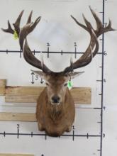 Very Nice/Big Red Stag w/21 Pts TAXIDERMY